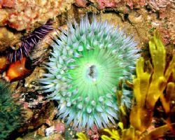 Green anemone w/ cowries & urchin. Crystal Cove, CA. by Dallas Poore 